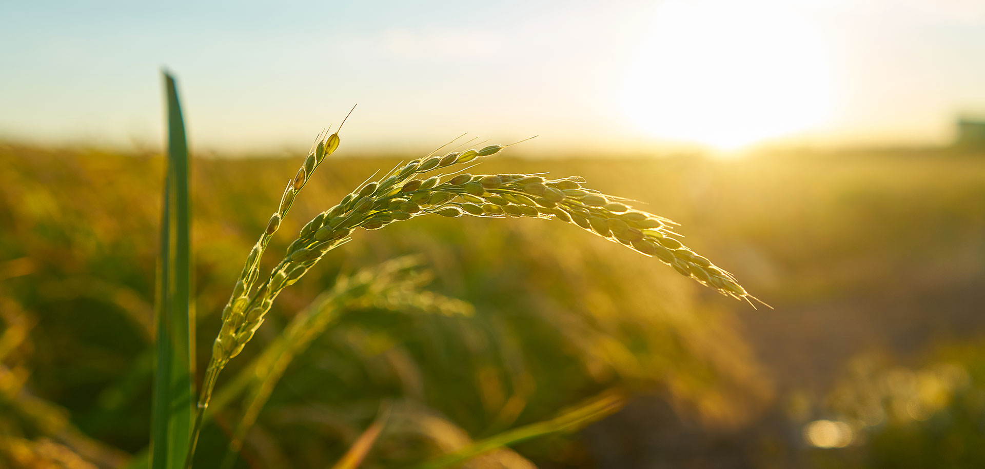 iniziative in sostegno all'agricoltura